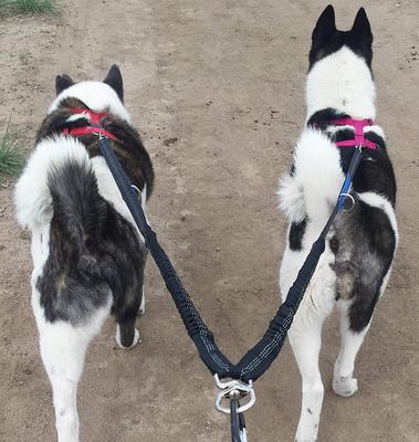 Show full view: Pet Fit For Life Dual Dog Leash with Bowl, Small slide 10 of 11