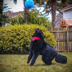 Pet Fit For Life Giant Tennis Ball Dog Toy, Yellow slide 2 of 6