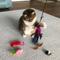 Show in main carousel: Pet Fit For Life Interactive Wand Teaser, Toys & Storage bag 8 Piece Bundle Cat Toy slide 3 of 10