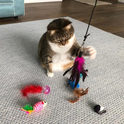 Show full view: Pet Fit For Life Interactive Wand Teaser, Toys & Storage bag 8 Piece Bundle Cat Toy slide 3 of 10