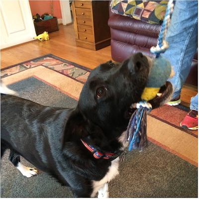 Show full view: Pet Fit For Life Plush Wand Squeaky Dog Toy slide 5 of 9