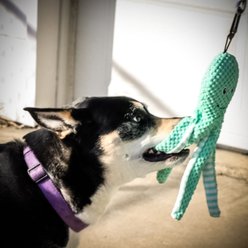 Pet Fit For Life Squeaky Plush Dog Toy for Alligator Wand, 3 count slide 2 of 8