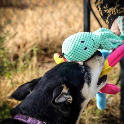 Show full view: Pet Fit For Life Squeaky Plush Dog Toy for Alligator Wand, 3 count slide 5 of 9