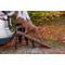 Show in main carousel: Pet Gear Free-Standing Extra Wide Carpeted Dog Car Ramp, Chocolate slide 1 of 7