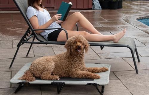 Show full view: Pet Gear Pet Cot Dog Bed, Harbor Grey, 40-in slide 7 of 8