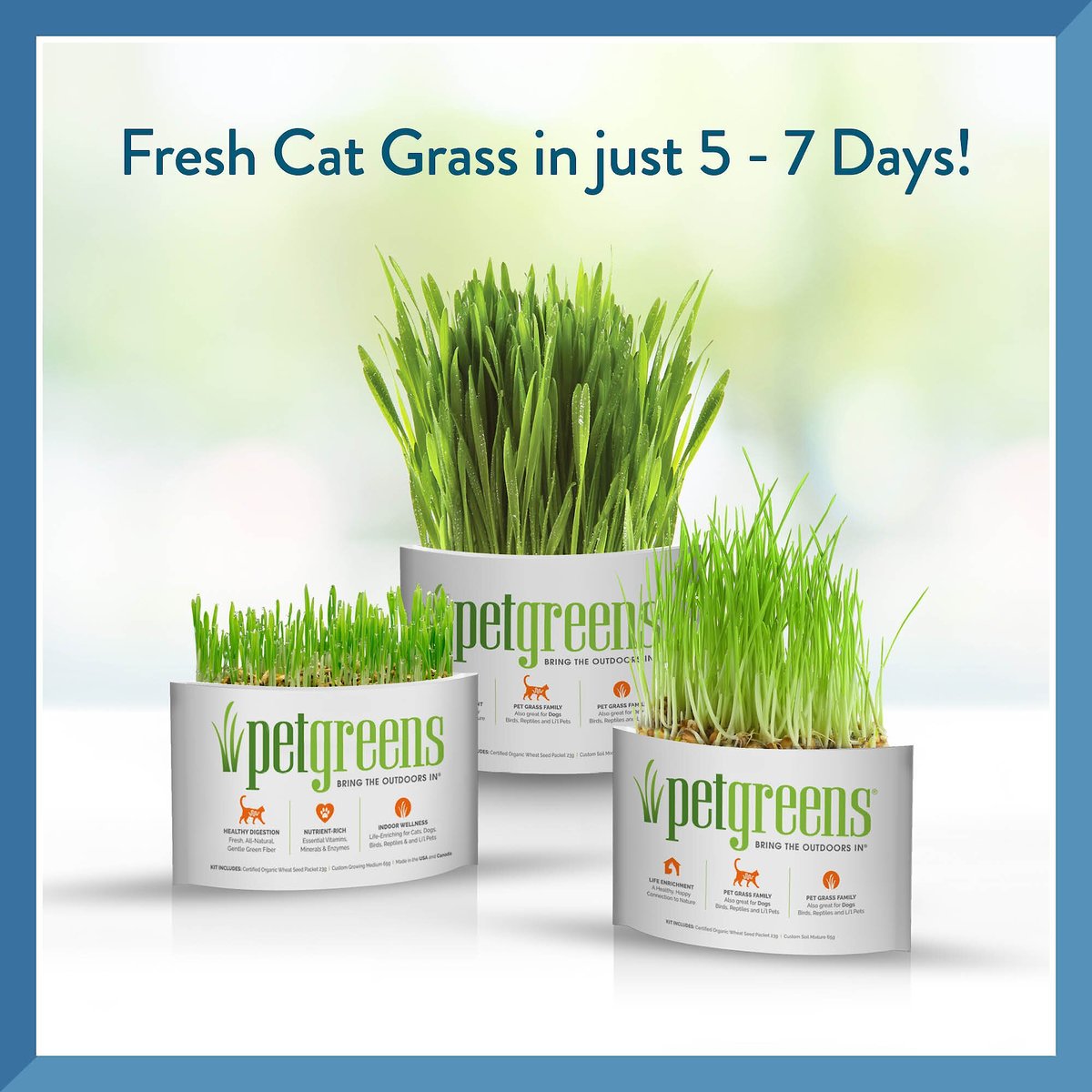 Pet Greens Self Grow Medley Pet Grass