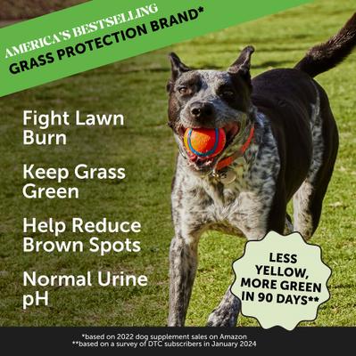 Show full view: Pet Honesty Digestive Probiotic Snacks Health Soft Chews Dog Supplement, 90 count + Pet Honesty GrassGreen Snacks Cranberry Extract with Probiotics Soft Chews Dog Supplement, 90 count slide 3 of 9