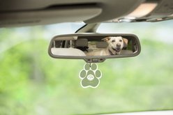 Pet House Fresh Citrus Car Air Freshener slide 2 of 5