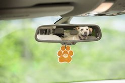 Pet House Mandarin Sage Car Air Freshener slide 2 of 5