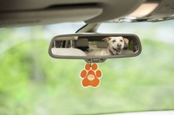 Pet House Pina Colada Car Air Freshener slide 2 of 5