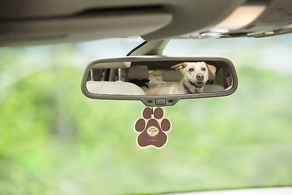 Show full view: Pet House Pumpkin Spice Car Air Freshener slide 2 of 5