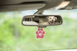 Pet House Vanilla Creme Brulee Car Air Freshener slide 2 of 5