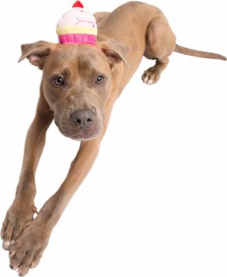 Show full view: Pet Krewe Cupcake Hat Dog Costume slide 3 of 10