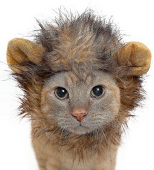 Pet Krewe Lion Mane Cat & Small Dog Costume