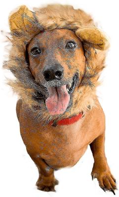 Show full view: Pet Krewe Lion Mane Cat & Small Dog Costume slide 2 of 9