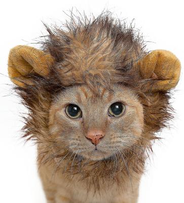 Show full view: Pet Krewe Lion Mane Cat & Small Dog Costume slide 3 of 9