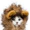 Show in main carousel: Pet Krewe Lion Mane Cat & Small Dog Costume slide 4 of 9