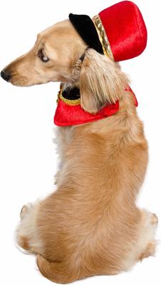 Show full view: Pet Krewe Nutcracker Soldier Dog Costume, Small/Medium slide 5 of 10