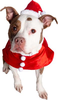 Show full view: Pet Krewe Christmas Santa Hat & Collar Set Dog Costume, Large/X-Large slide 4 of 7