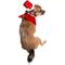 Show in main carousel: Pet Krewe Christmas Santa Hat & Collar Set Dog Costume, Small/Medium slide 6 of 8