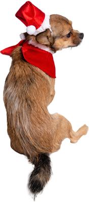 Show full view: Pet Krewe Christmas Santa Hat & Collar Set Dog Costume, Small/Medium slide 6 of 8