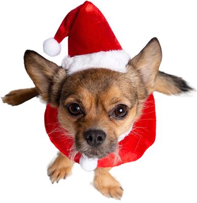 Show full view: Pet Krewe Christmas Santa Hat & Collar Set Dog Costume, Small/Medium slide 5 of 8