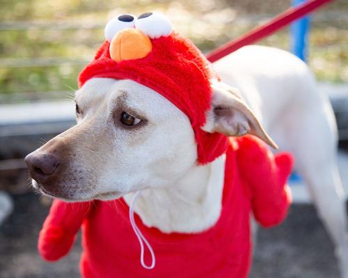 Show full view: Pet Krewe Sesame Street Elmo Dog & Cat Costume, Medium slide 3 of 8