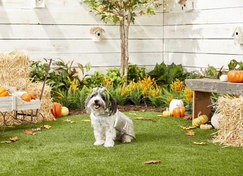 Show full view: Pet Krewe Sesame Street Oscar The Grouch Dog & Cat Costume, Small slide 3 of 8