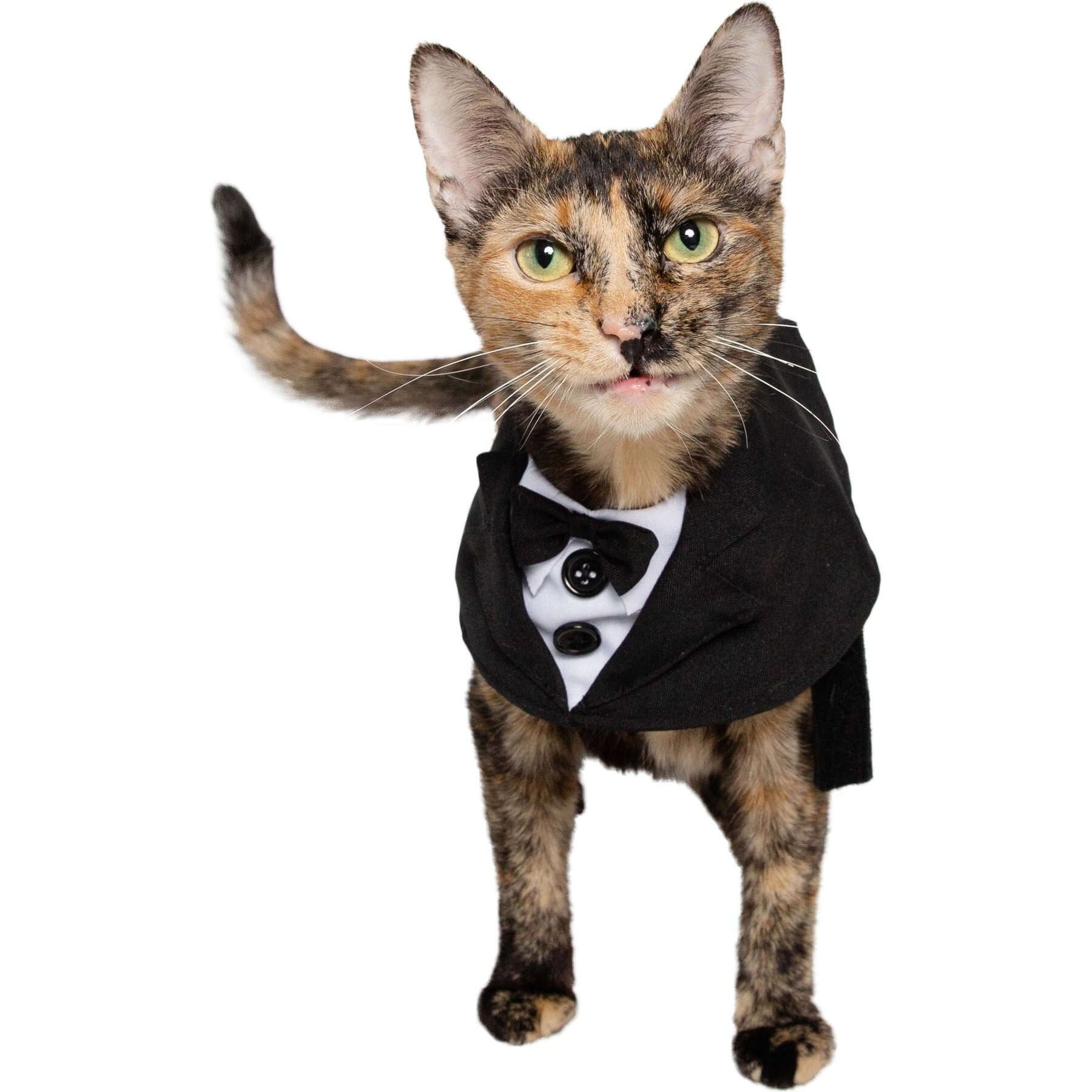 Pet Krewe Tuxedo Collar Dog Costume, Small/Medium