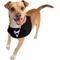 Show in main carousel: Pet Krewe Tuxedo Collar Dog Costume, Small/Medium slide 2 of 8