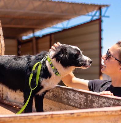 Show full view: Pet Life Advent Outdoor Series 3M Reflective 2-in-1 Durable Martingale Training Dog Leash & Collar, Blue, Small slide 4 of 5