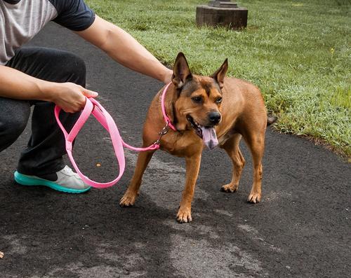 Show full view: Pet Life Aero Mesh 2-In-1 Dual Sided Mesh Dog Leash & Collar, Pink, Large slide 4 of 5