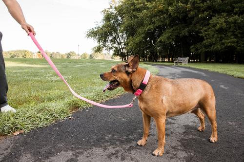 Show full view: Pet Life Aero Mesh 2-In-1 Dual Sided Mesh Dog Leash & Collar, Pink, Large slide 5 of 5