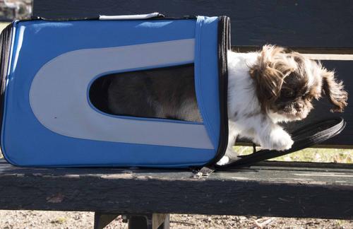Show full view: Pet Life Airline Approved Folding Zippered Sporty Mesh Dog Carrier, Blue & Grey, Medium slide 9 of 10