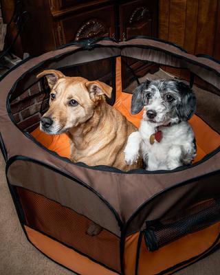 Show full view: Pet Life All-Terrain Wire-Framed Collapsible Travel Dog Playpen, Brown & Orange, Medium slide 6 of 7