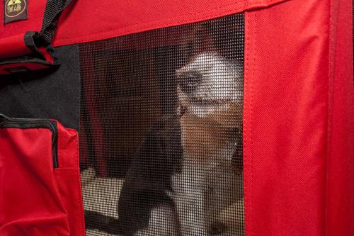 Show full view: Pet Life Deluxe 360° Vista View House Folding Dog Carrier, Small slide 4 of 6