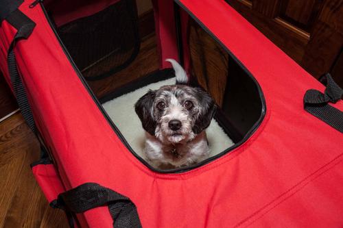 Show full view: Pet Life Deluxe 360° Vista View House Folding Dog Carrier, X-Small slide 5 of 6