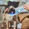 Show in main carousel: Pet Life Denta-Brush Tooth Brush & Dog Toy, Blue slide 3 of 4