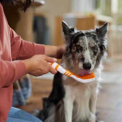 Show full view: Pet Life Denta-Brush Tooth Brush & Dog Toy, Orange slide 4 of 5
