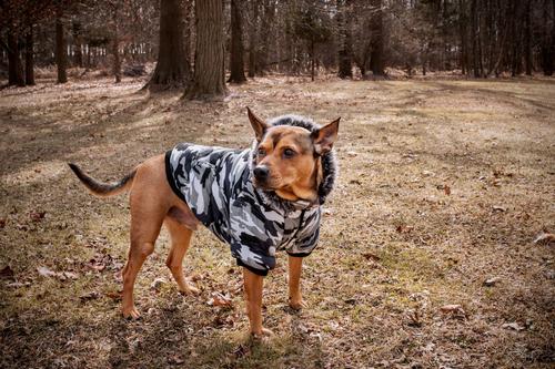 Show full view: Pet Life Fashion Parka Dog Coat, Large slide 6 of 9