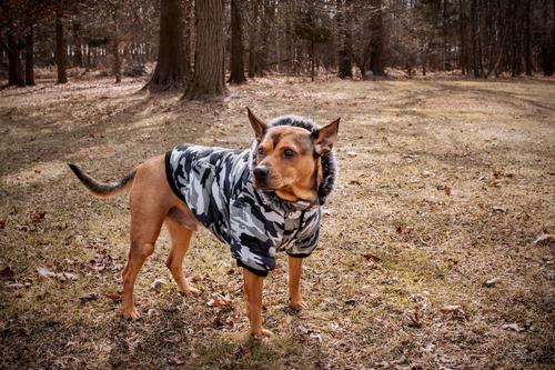 Show full view: Pet Life Fashion Parka Dog Coat, Medium slide 5 of 8