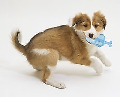 Pet Life Ices Lick & Gnaw Fillable & Freezable Teething Dog Toy, Blue slide 2 of 2