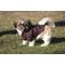 Show in main carousel: Pet Life Lightweight Sporty Avalanche Dog Coat, Brown, Medium slide 8 of 11