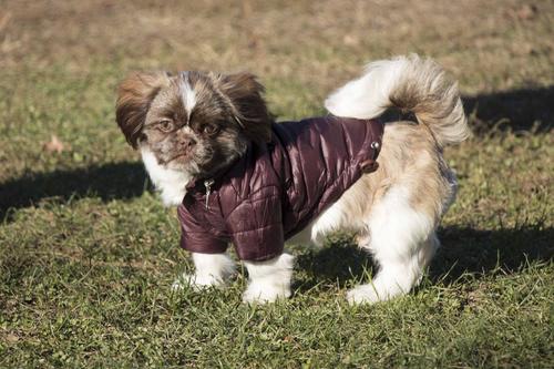 Show full view: Pet Life Lightweight Sporty Avalanche Dog Coat, Brown, Small slide 8 of 11