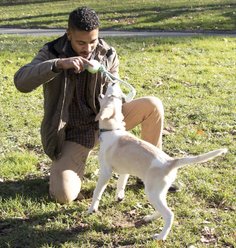 Pet Life Pull Away' Rope & Tennis Ball Dog Toy, Green slide 2 of 2