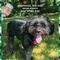 Show in main carousel: Pet Life Unlimited Flea & Tick Daily Dog Spray, 10-fl oz bottle slide 5 of 11