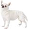 Show in main carousel: Pet Magasin Washable Female Dog Diapers, Print, X-Small: 10 to 12-in waist, 3 count slide 7 of 11