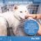 Show in main carousel: Pet MD Bright Whitening Cat & Dog Shampoo, 12-fl oz bottle slide 6 of 9