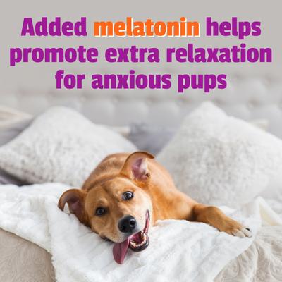 Show full view: Pet Naturals BusyButter Extra Strength Peanut Butter Flavored Paste Calming Supplement for Dogs, 6-oz pouch slide 6 of 11