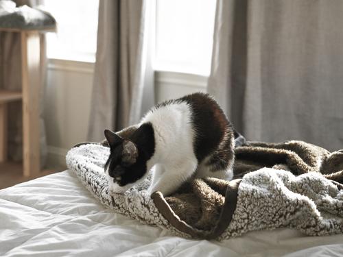 Show full view: Pet Parents Pawtect Blanket Waterproof Premium Dog, Cat, & Puppy Blanket, Chocolate, Medium slide 10 of 12